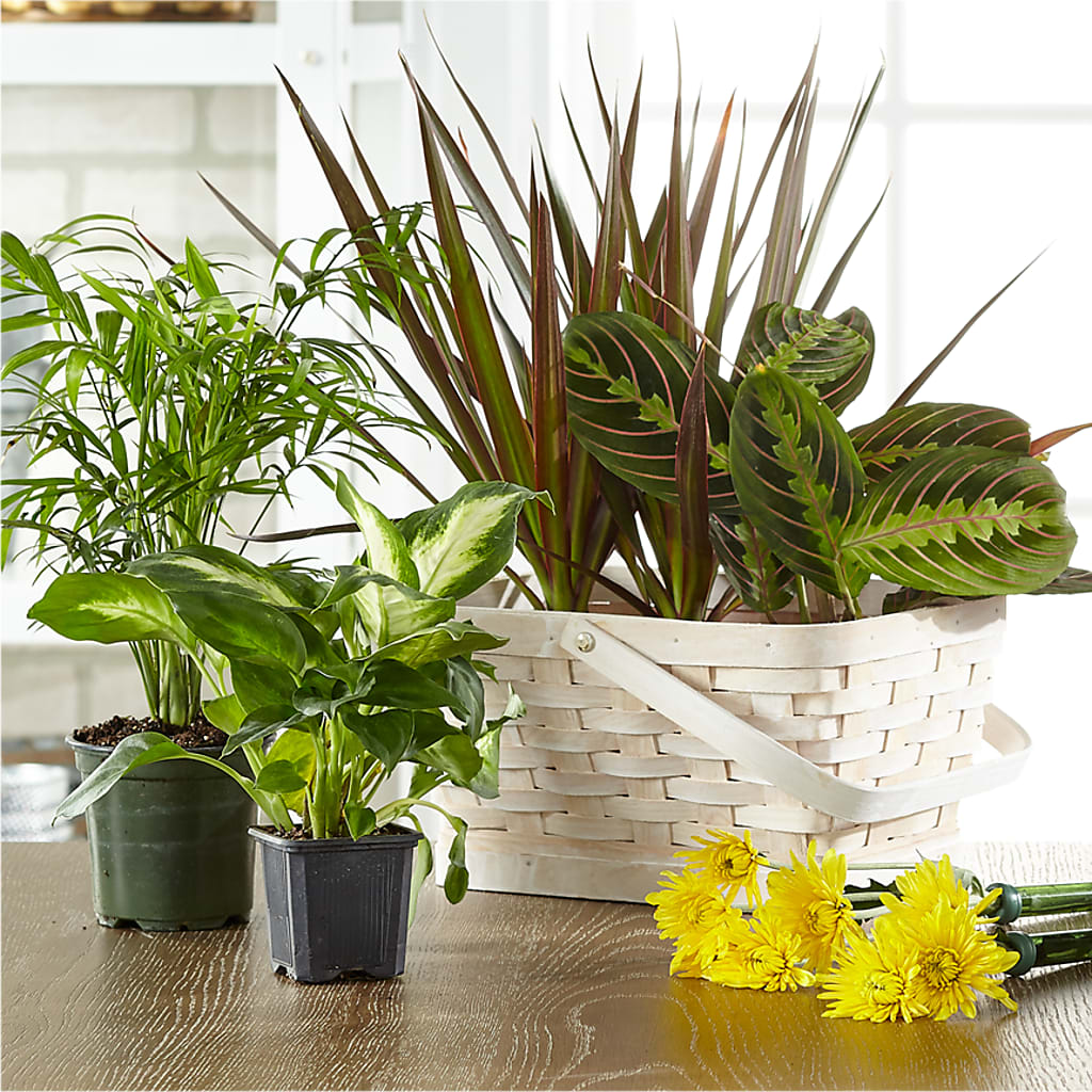Florist Designed Blooming and Green Plants in a Basket – My Touch Flowers, Watsonville CA