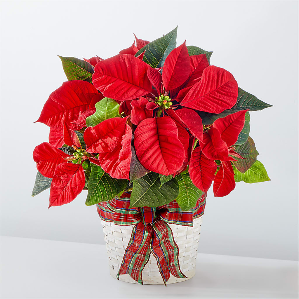 Happiest Holidays Poinsettia – My Touch Flowers, Watsonville CA