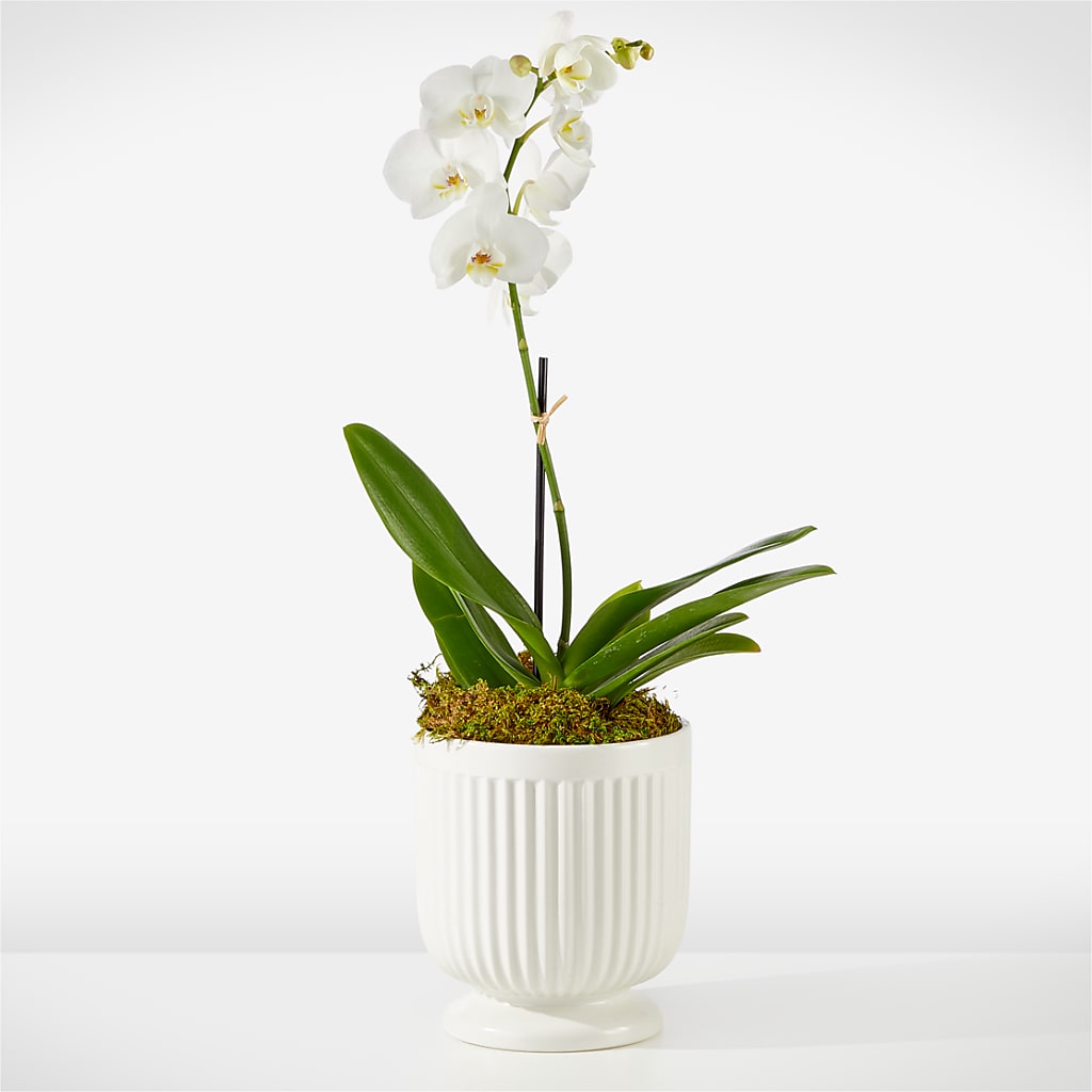 Whispering White Orchid – My Touch Flowers, Watsonville CA