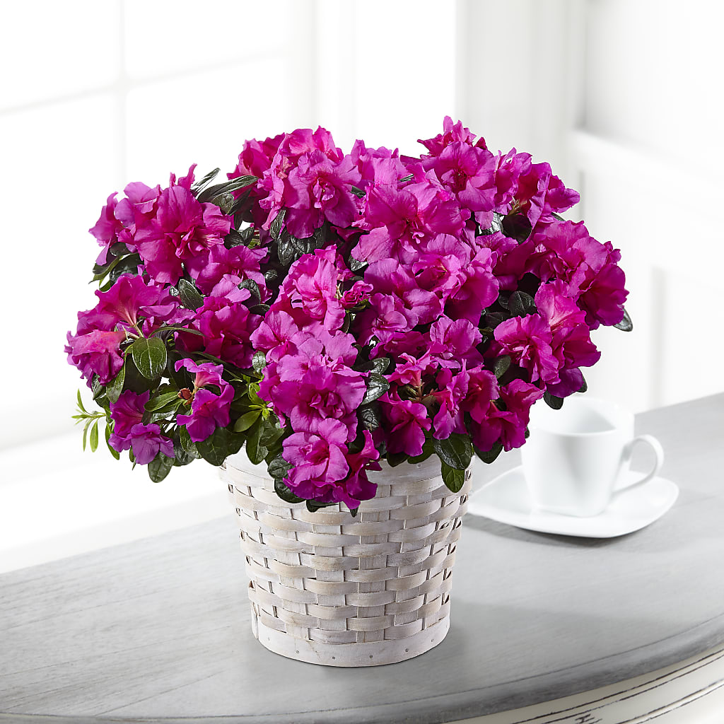 Hope & Serenity Azalea Plant – My Touch Flowers, Watsonville CA