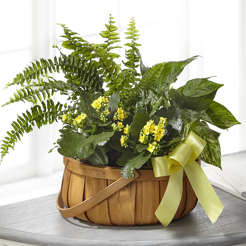 Always Dear Dishgarden – My Touch Flowers, Watsonville CA