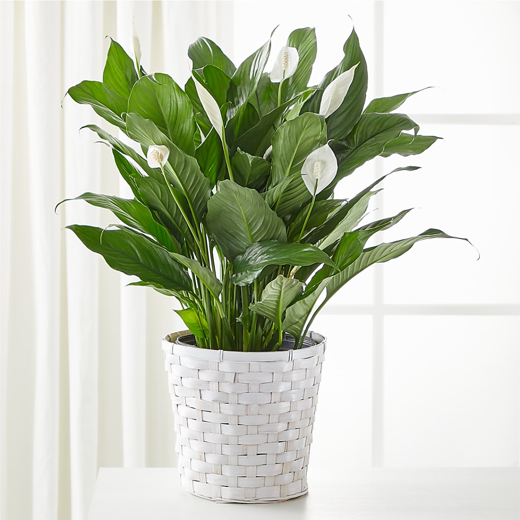 A New Leaf Peace Lily – My Touch Flowers, Watsonville CA