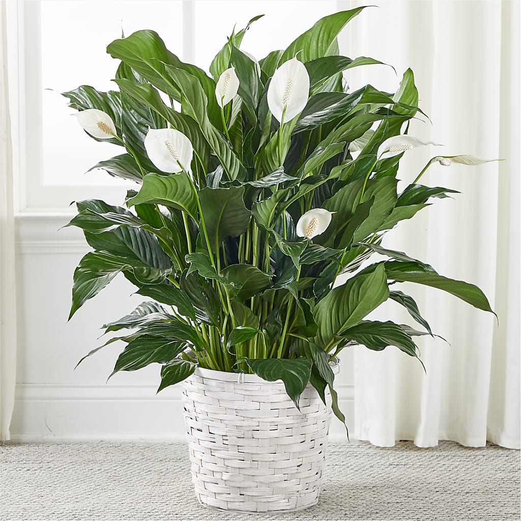 A New Leaf Peace Lily – My Touch Flowers, Watsonville CA