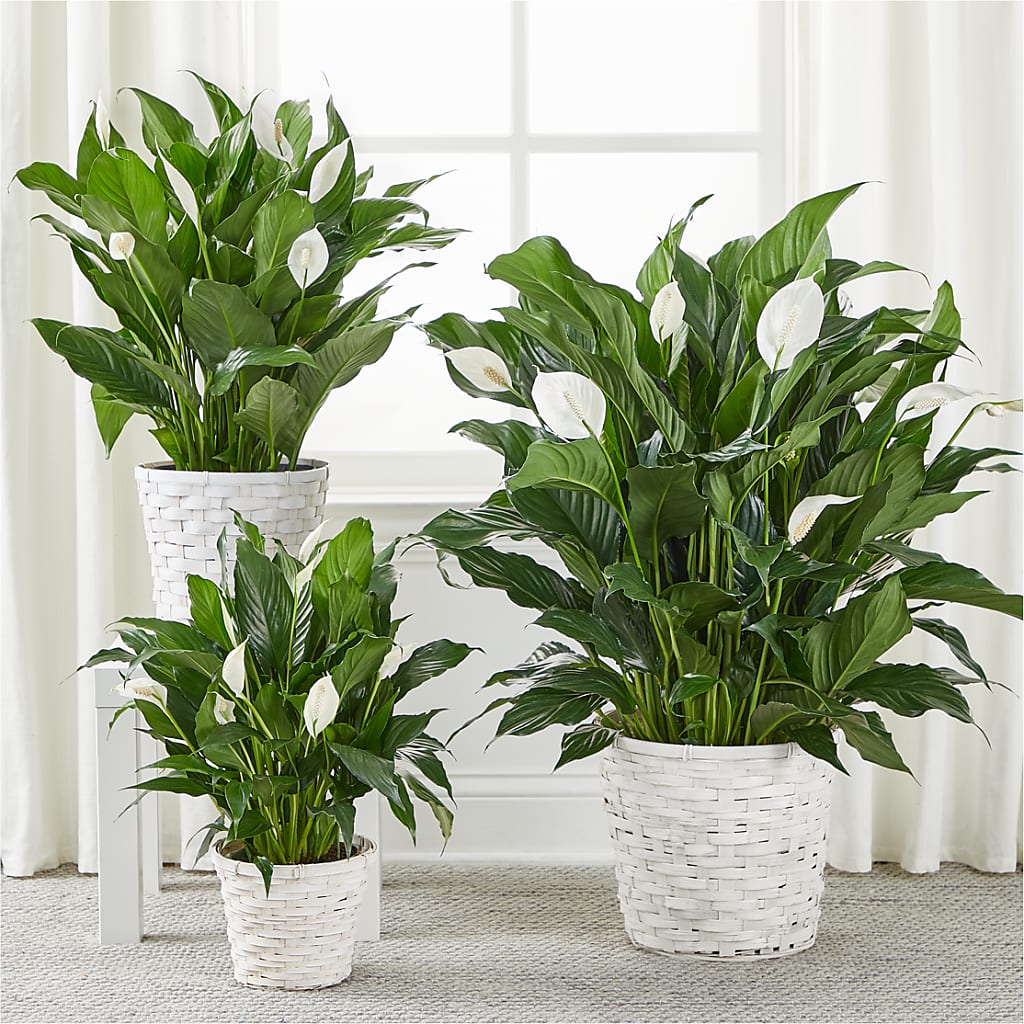 A New Leaf Peace Lily – My Touch Flowers, Watsonville CA