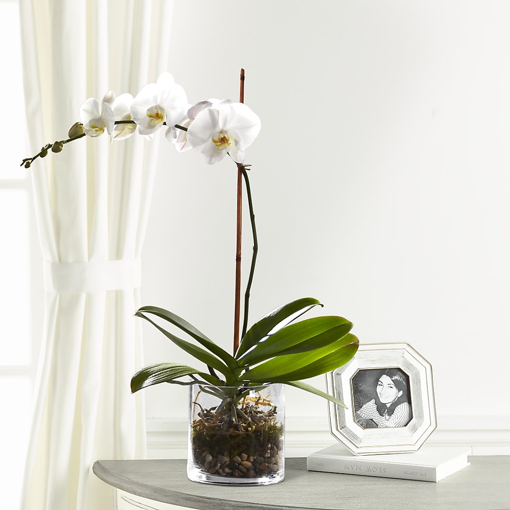 White Orchid Planter – My Touch Flowers, Watsonville CA