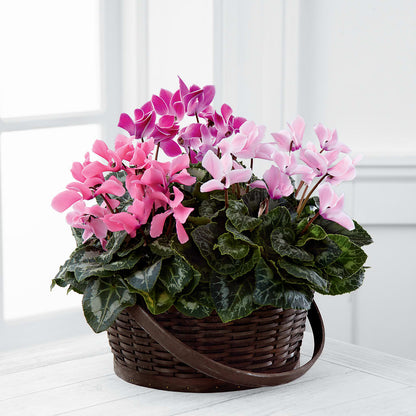 Mixed Cyclamen Planter –  My Touch Flowers, Watsonville CA
