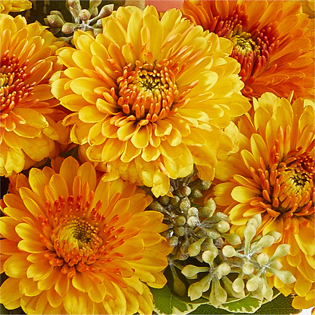 Peachy Pumpkin –  My Touch Flowers, Watsonville CA