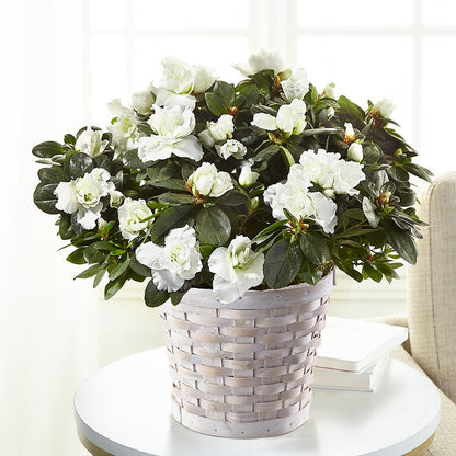 White Azalea Plant –  My Touch Flowers, Watsonville CA