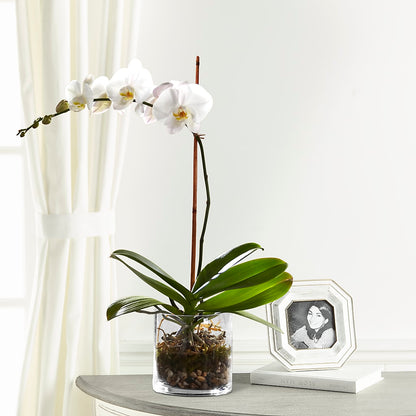 White Orchid Planter –  My Touch Flowers, Watsonville CA